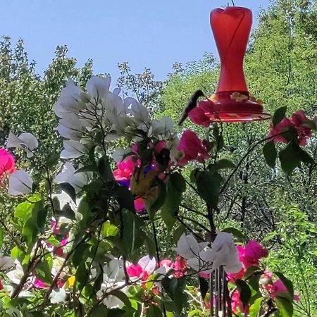 Charming Sunny Bedroom Overlooking Beautiful Amsterdam Avenue In Best Condesa Area Mexico City Exteriör bild
